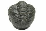 Wide, Enrolled Austerops Trilobite - Morocco #223973-3